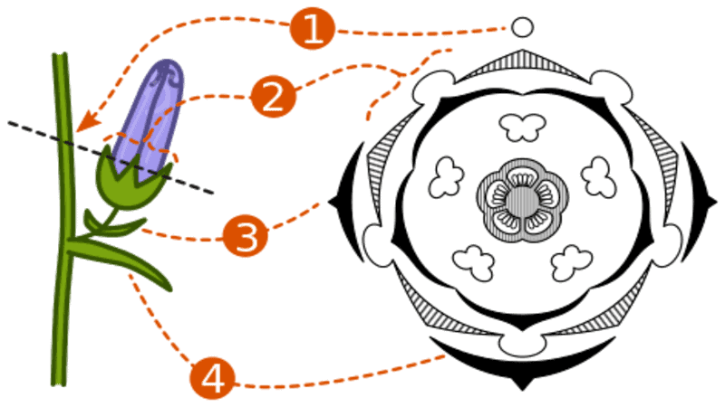 diagrama floral
