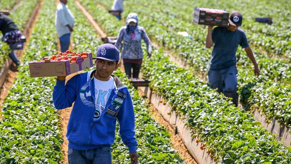 La soberanía alimentaria es el derecho que tienen los pueblos para establecer sus propias políticas agrícolas, producir alimentos sanos y culturalmente adecuados mediante métodos sostenibles